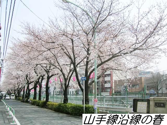 巣鴨駅前の桜並木